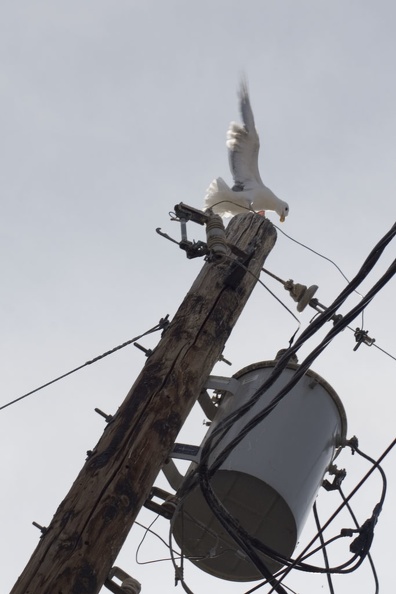313-0940 Seagull anding on Pole.jpg